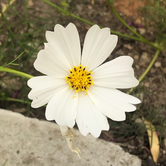 Meet your Posher, Les - Picture 1 of 1